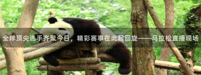 上海8频道五星体育：全球顶尖选手齐聚今日，精彩赛事在此起回旋——马拉松直播现场